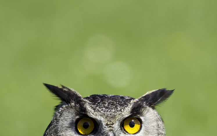 An owl is looking at you